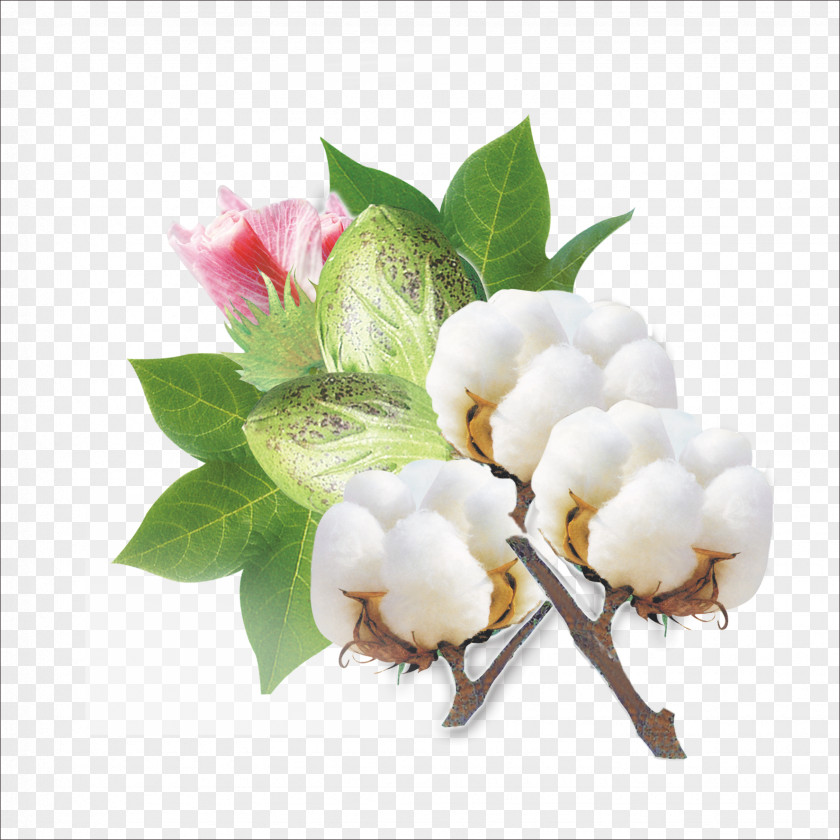 Cotton PNG clipart PNG