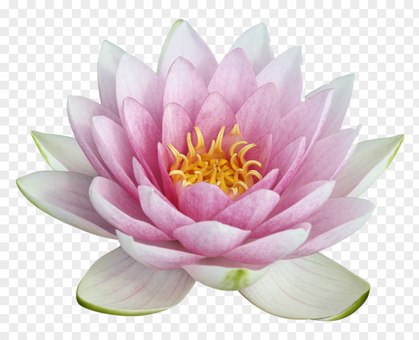 Flower Nelumbo Nucifera Egyptian Lotus Clip Art PNG