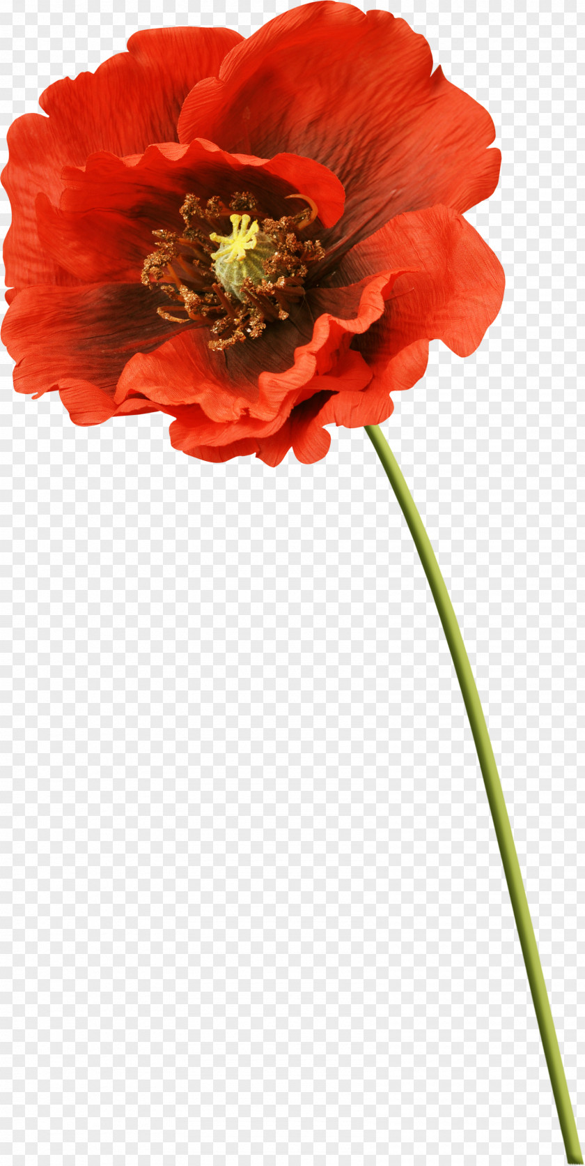 Flower Picture Frames Poppy Clip Art PNG