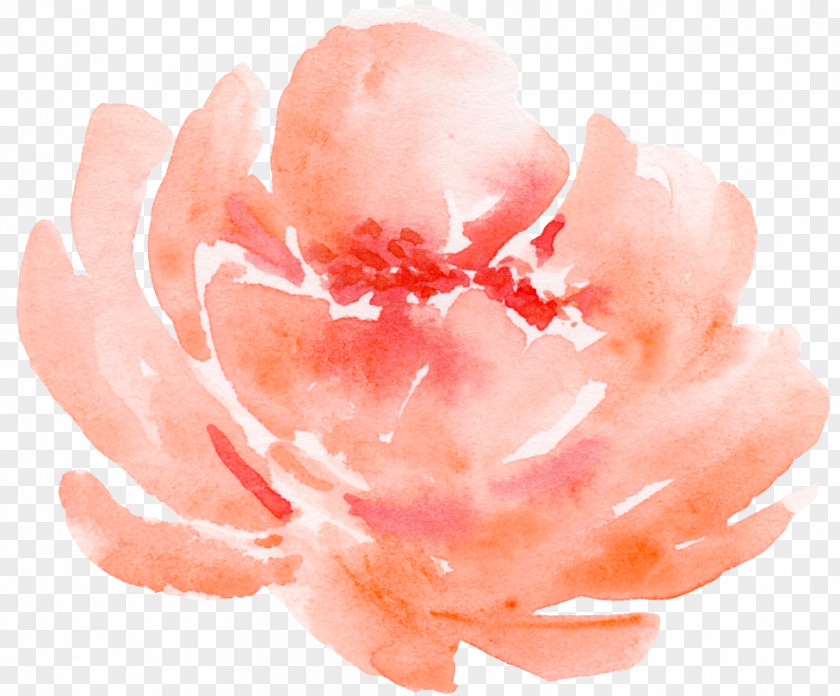 Hand-painted Watercolor Roses Decorative Elements PNG watercolor roses decorative elements clipart PNG