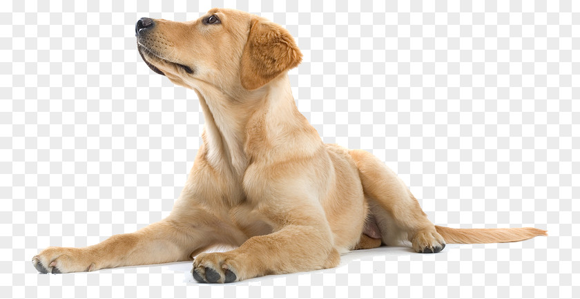 Happy Puppy Labrador Retriever Golden Dog Training PNG