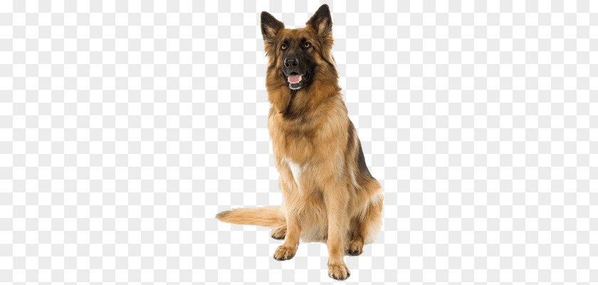 Puppy Old German Shepherd Dog Shiloh PNG