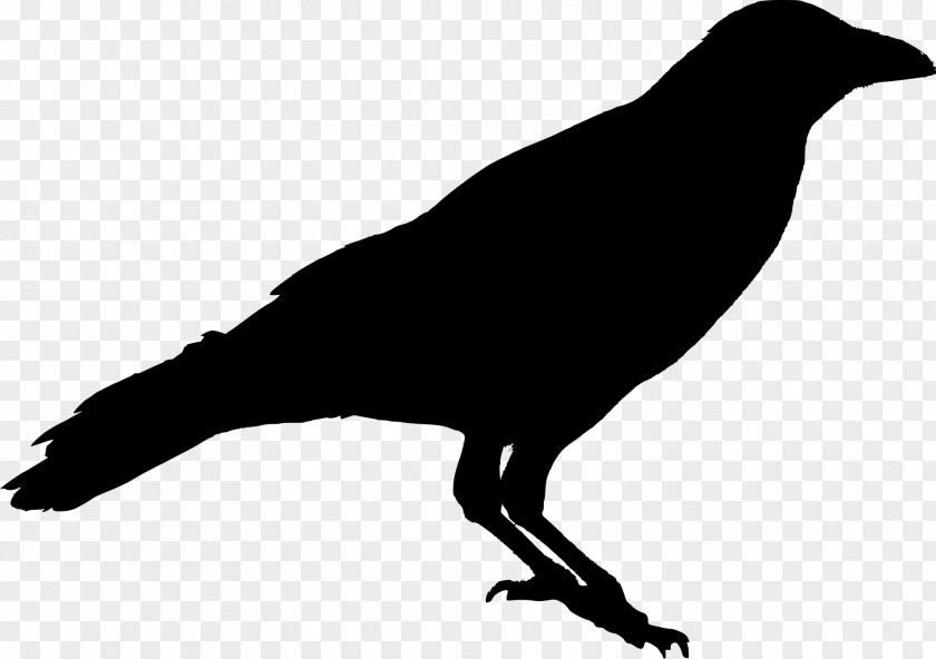 Sparrow American Crow Bird Raven Silhouette PNG