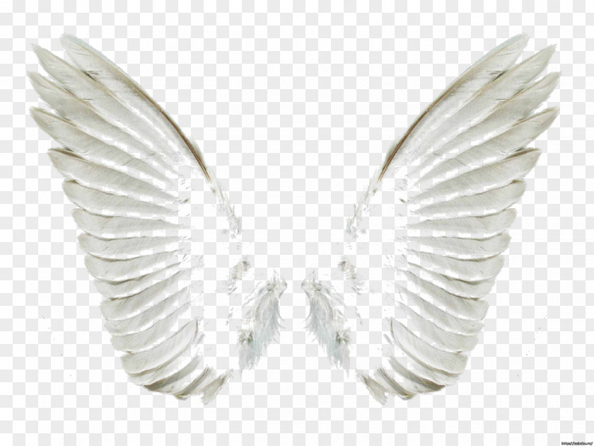 Wings PhotoScape PNG