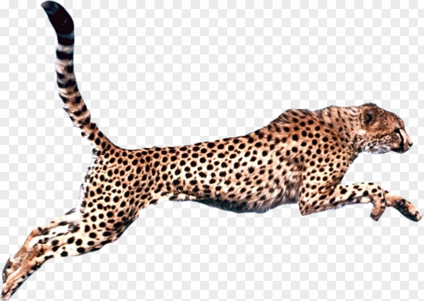 Cheetah Leopard Felidae Clip Art PNG