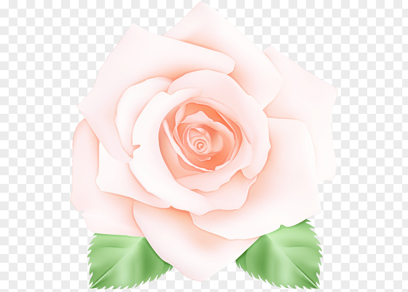 Floribunda Plant Garden Roses PNG