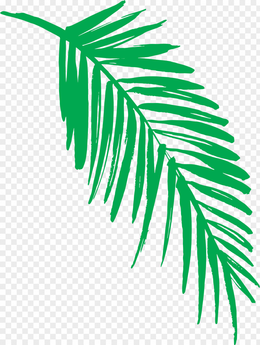 Flower Fern Autumn Leaf Drawing PNG