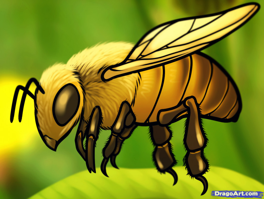 Honey Bee Drawing How-to Clip Art PNG