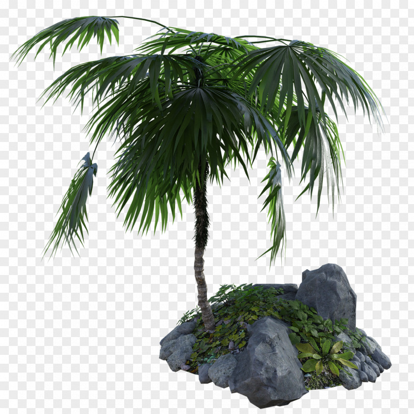 Vascular Plant Evergreen Coconut Tree Cartoon PNG