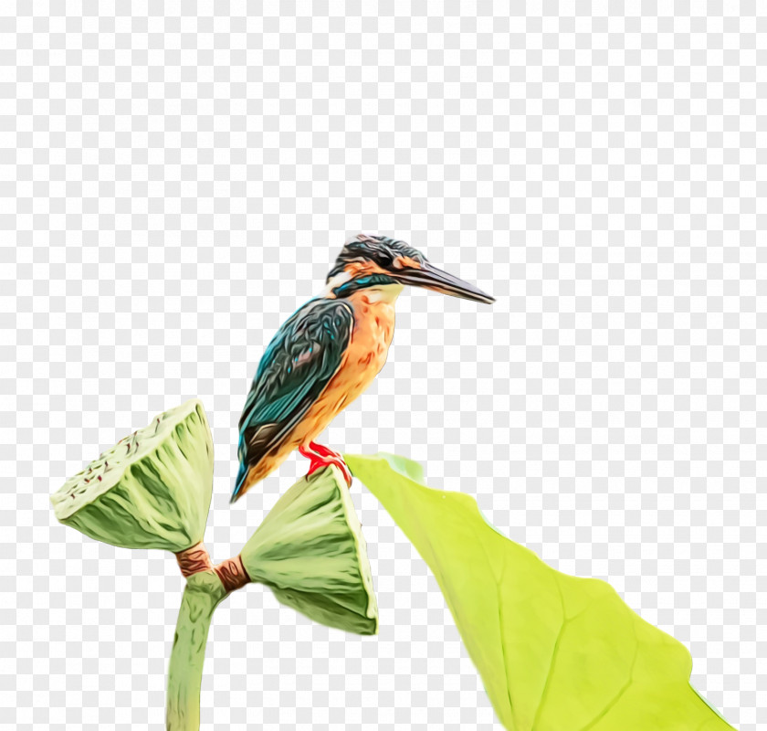 Feather PNG