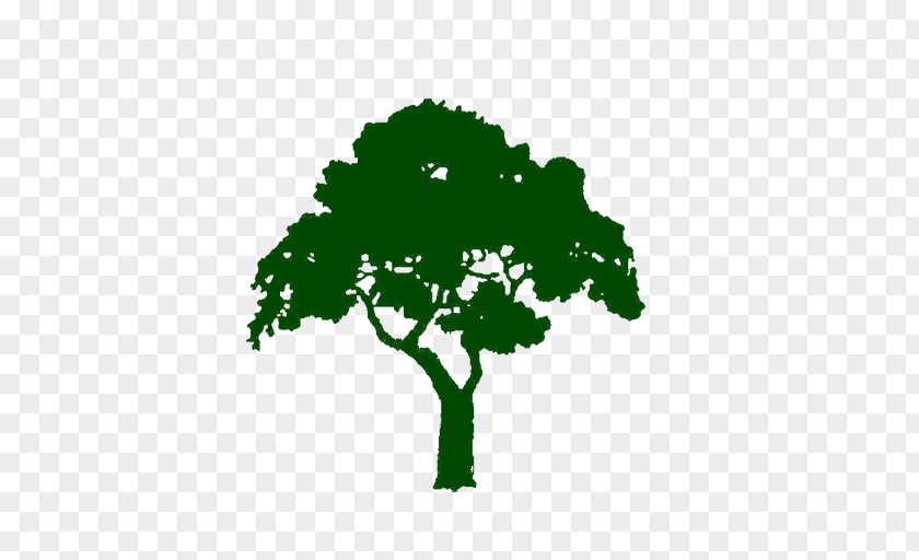 Tree Logo Oak PNG