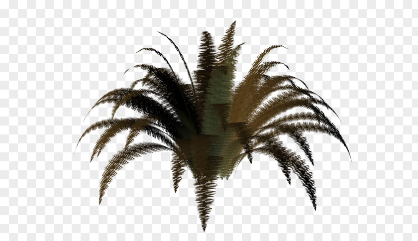 World Wide Web 3D Computer Graphics Adobe Fireworks Arecaceae PNG