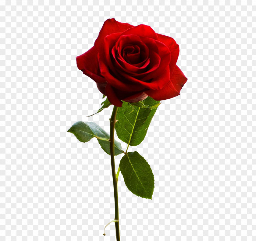 A Red Rose John J Ferry & Sons Funeral Home The Best Of Roses St. Stephen Flower PNG