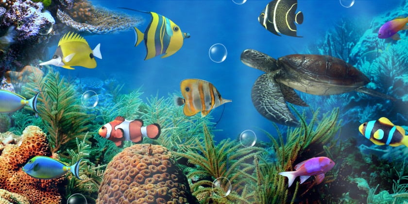 Aquarium Android Desktop Wallpaper Aptoide PNG