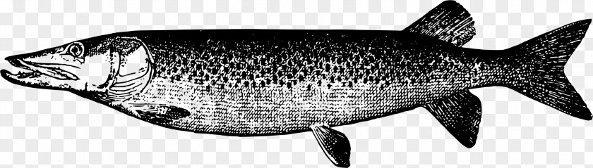 Fish Muskellunge Drawing Flying PNG