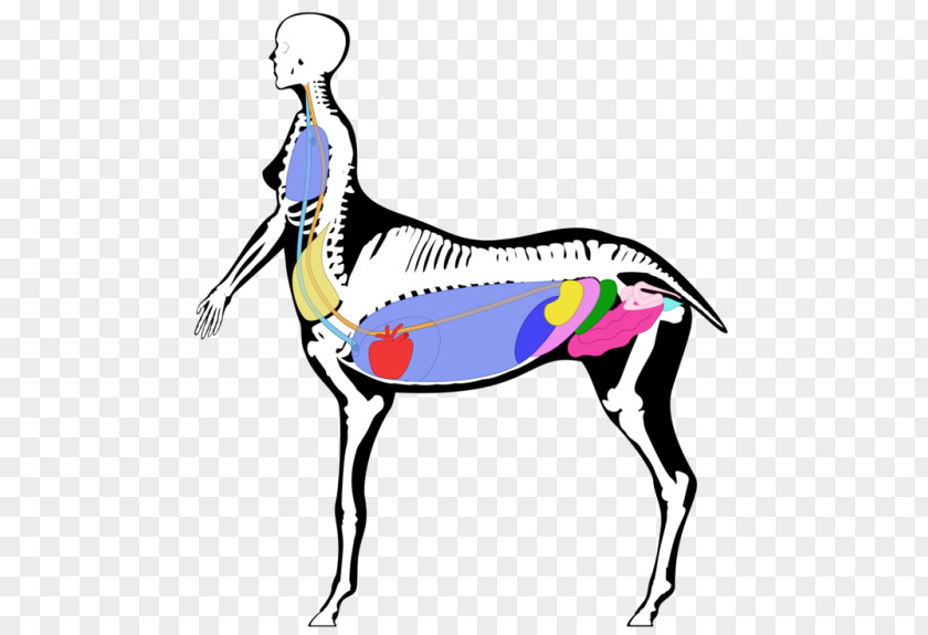 Horse Pack Animal Neck Line Clip Art PNG