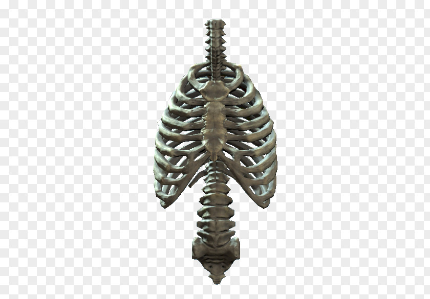 Rib Cage Transparent Images Human Skeleton Body PNG