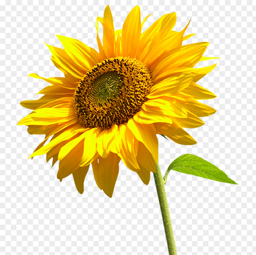 Sunflower Image Desktop Wallpaper Illustration PNG