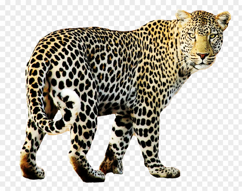 Animal Figure Wildlife Leopard Jaguar PNG