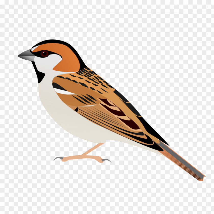 Bird House Sparrow Saxaul Plain-backed PNG