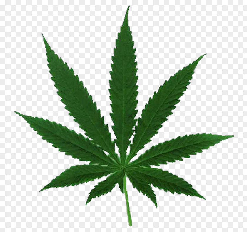 Cannabis Ruderalis Sativa Hemp Legalization PNG