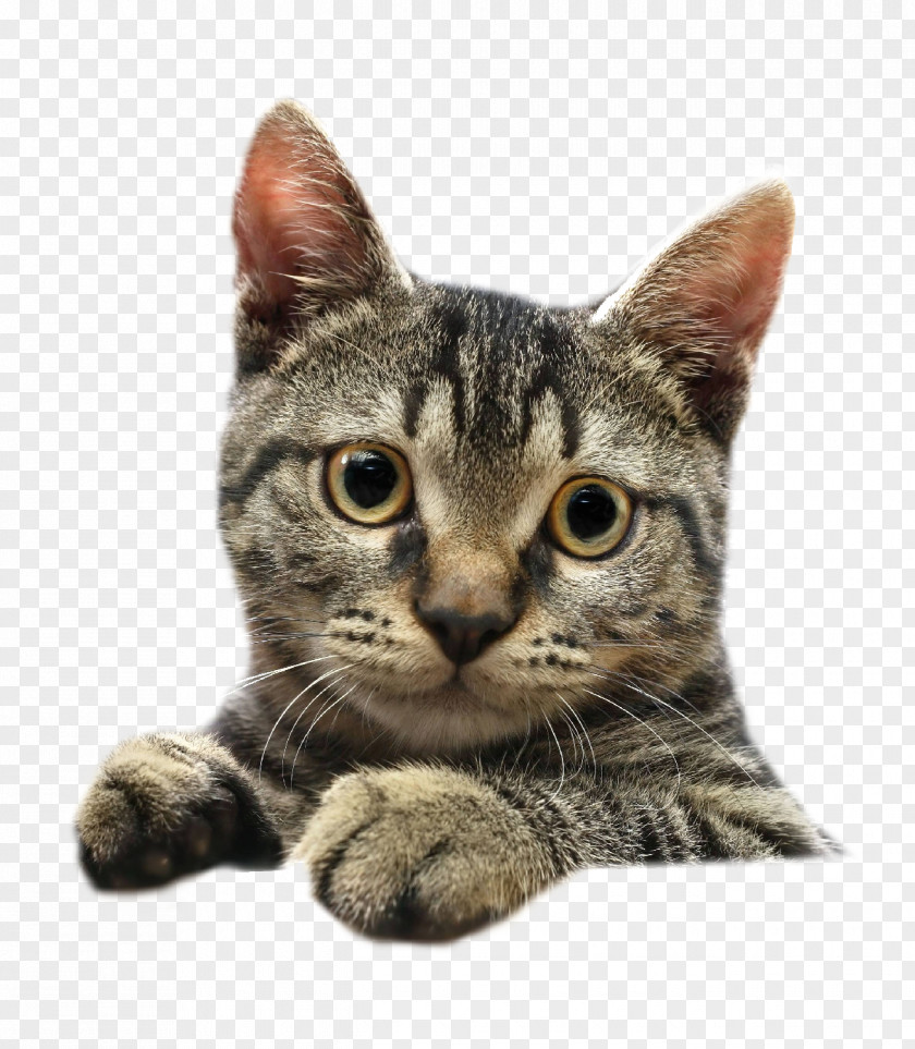 Kitten Dog Pet Scottish Fold Siamese Cat PNG