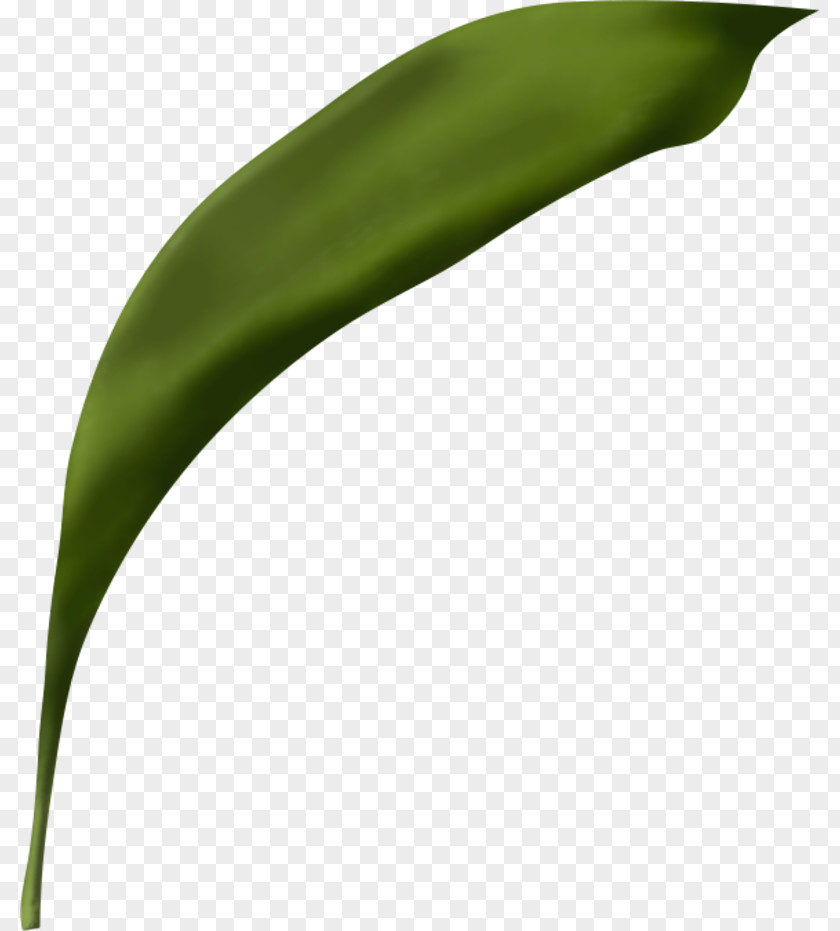 Leaf Flower Plant Stem PNG