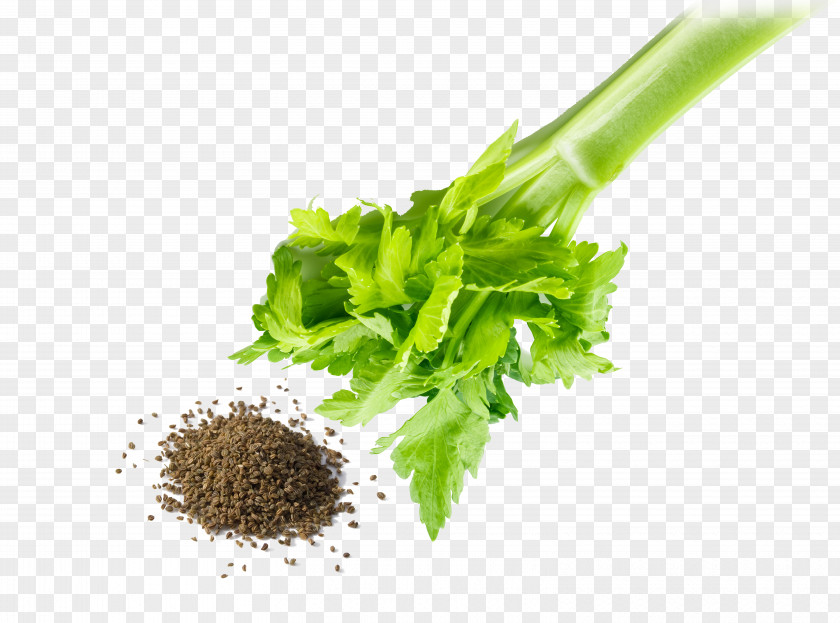 Parsley Herb Leaf Vegetable Clip Art PNG