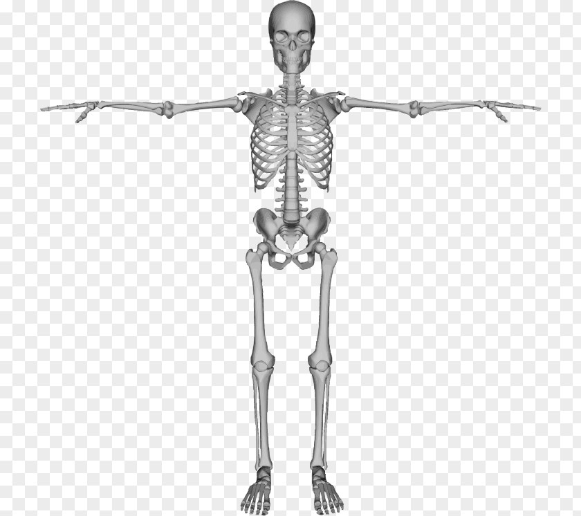 Skeleton Human Bone Clip Art PNG