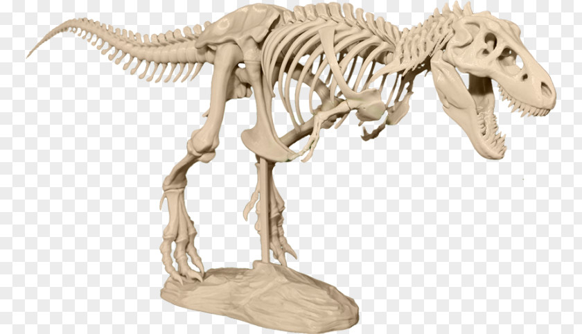 Skeleton Tyrannosaurus 3D Printing Skull Sue PNG