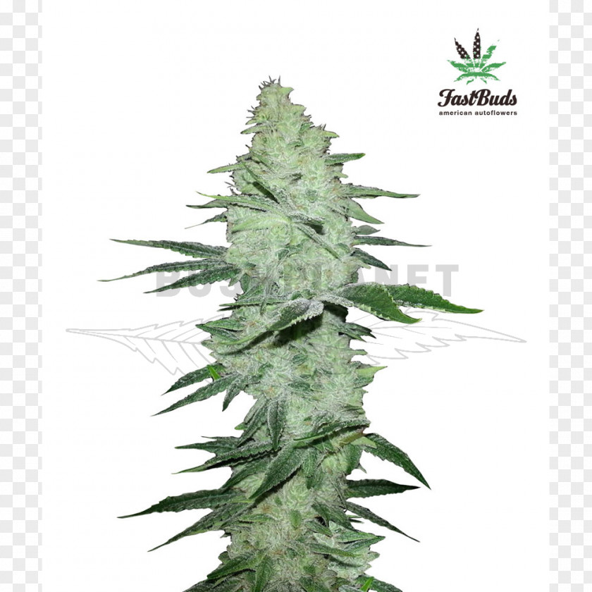 Cannabis Gorilla Glue 4 Autoflowering Ruderalis Sativa PNG