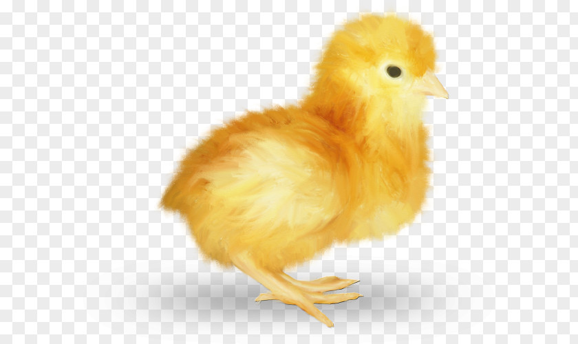 Chic Chicken Easter Kifaranga Galliformes Poultry PNG