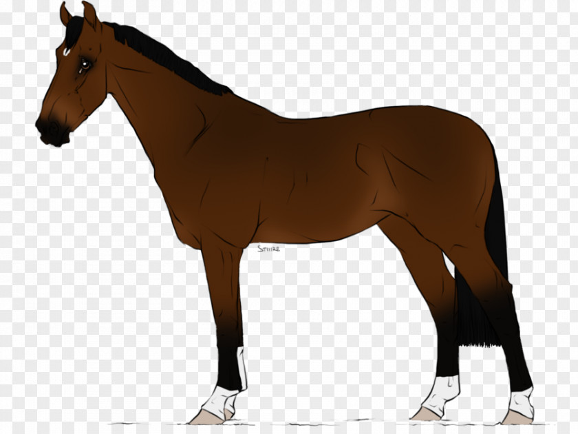 Mustang Stallion Mare Trakehner Foal Mane PNG