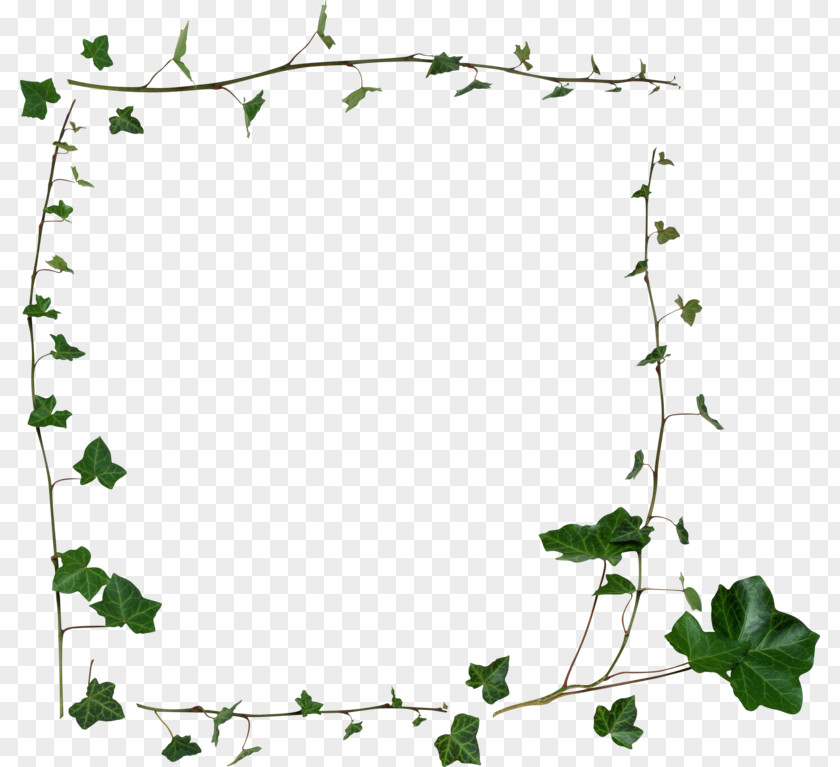 Pearls And Ivy Borders Frames Clip Art Stock Photography Image PNG