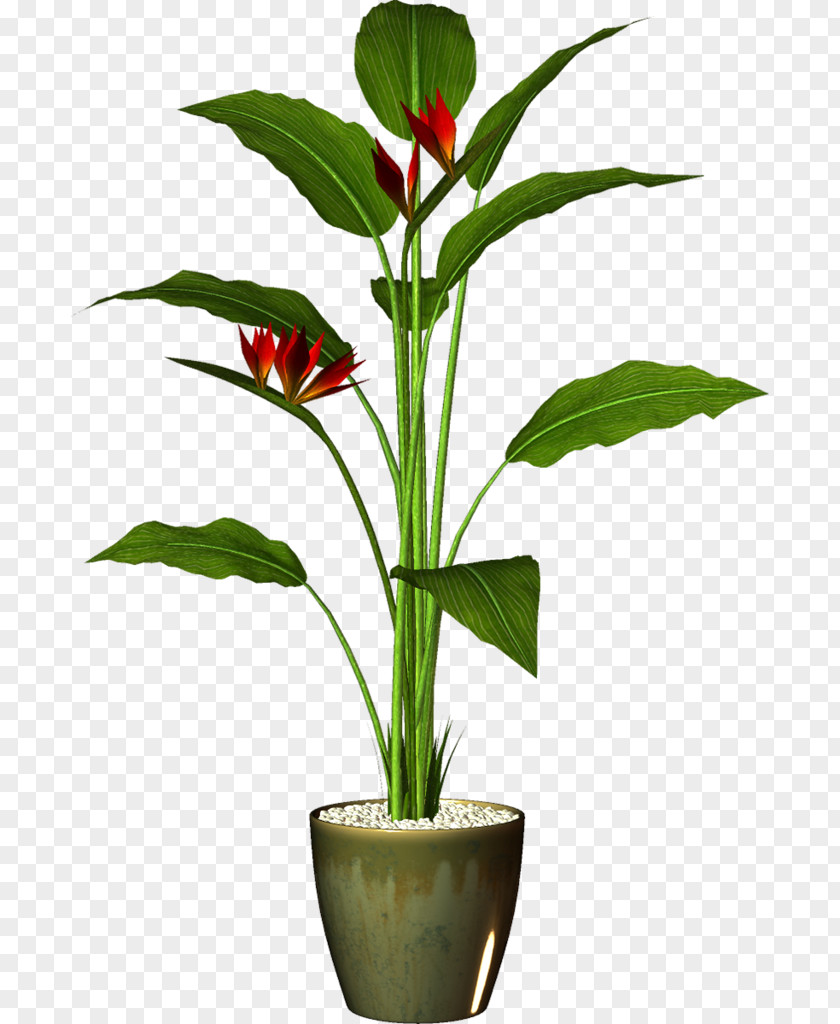 Plant Flowerpot Houseplant Garden Clip Art PNG