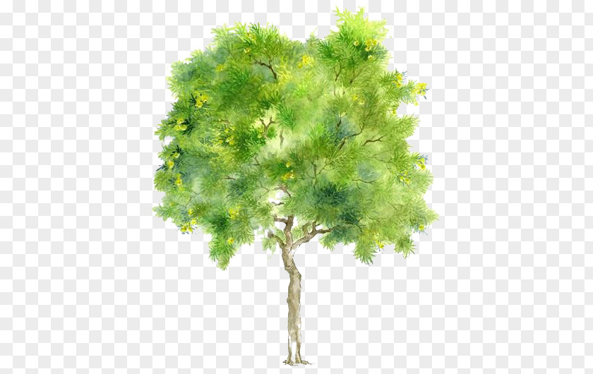 Tree Branch Drawing PNG
