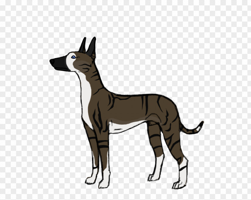 Cat Dog Breed Italian Greyhound Whippet PNG