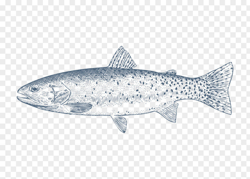 Coho Salmon Cutthroat Trout Rainbow Oily Fish PNG