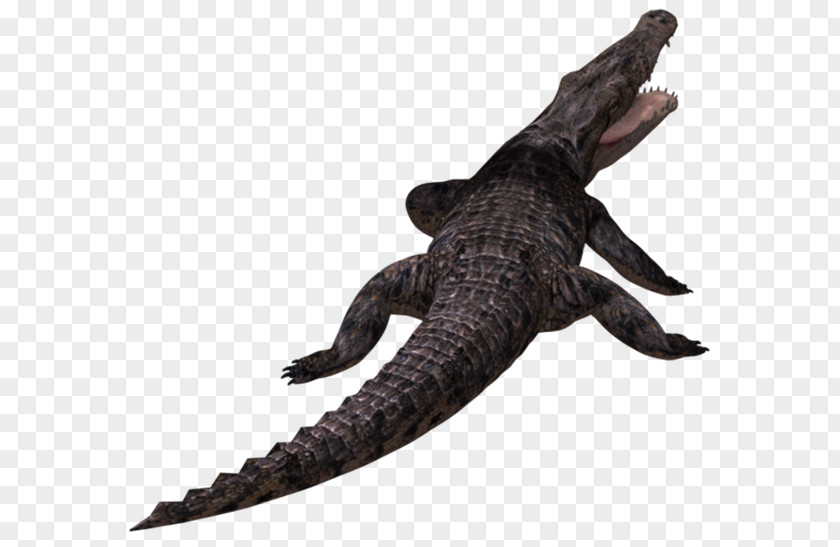 Crocodile Alligators Crocodiles Clip Art PNG
