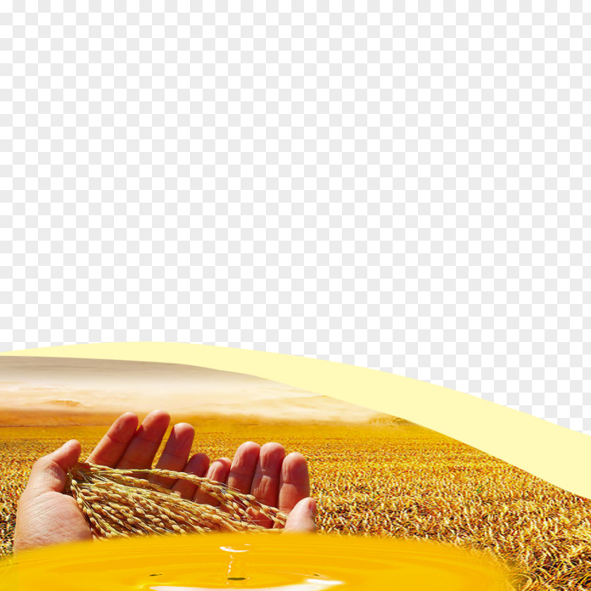 Gold Wheat Grauds Download PNG