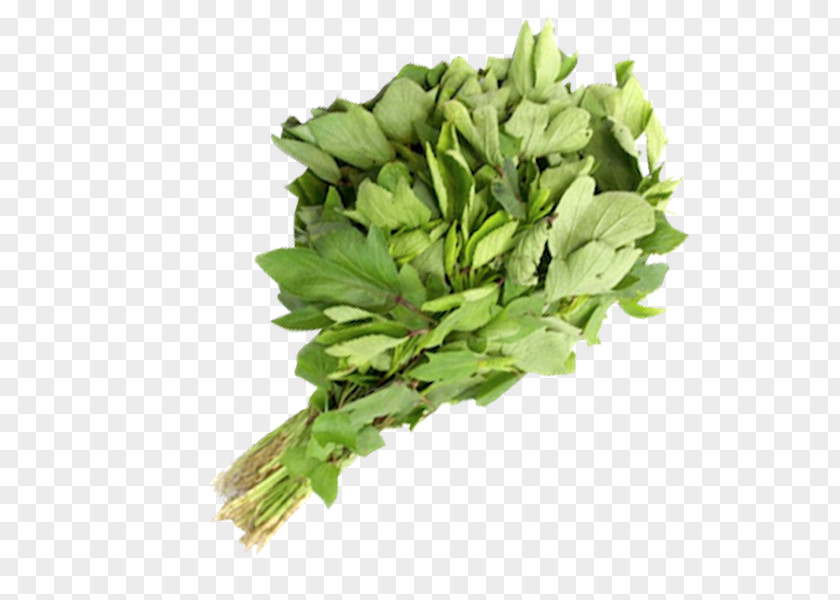 Durg Spinach Spring Greens Rapini Herb Leaf Vegetable PNG