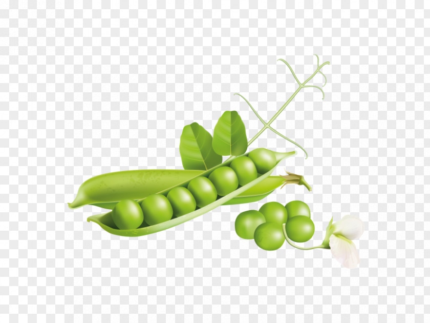 Food Legume Family Pea Snap Snow Peas Green PNG