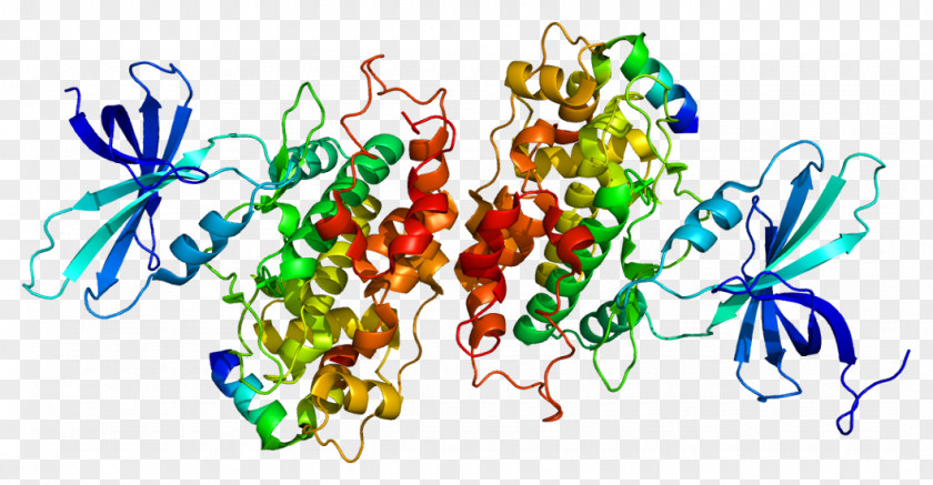 GSK3B GSK-3 Glycogen Synthase Kinase Enzyme Protein PNG