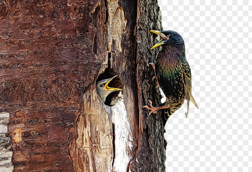 Woodpeckers Beak PNG