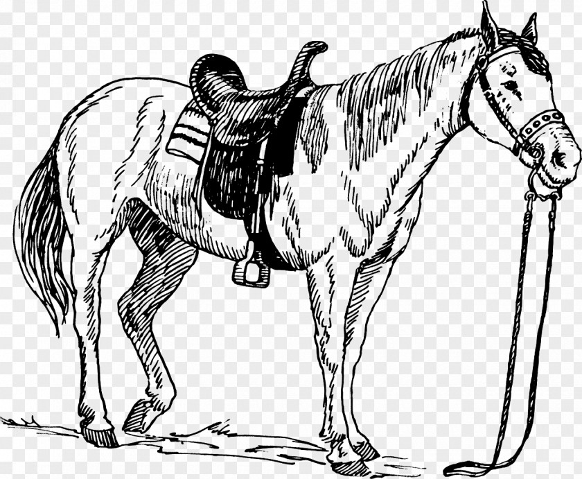 Cartoon Horse Saddle Drawing Equestrian PNG