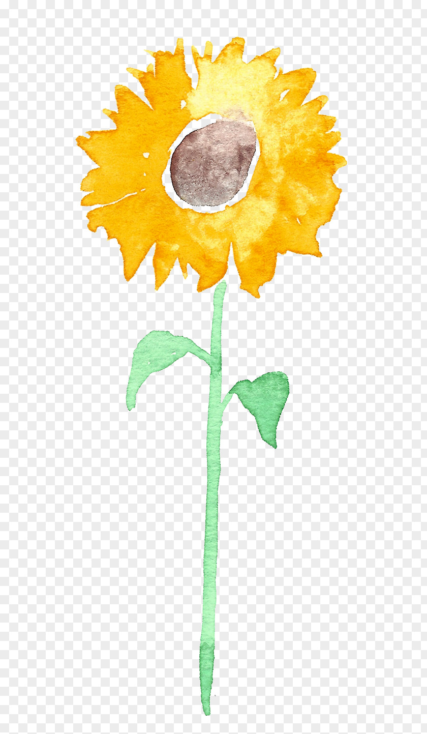 Common Sunflower Love Letters In The Wall Clip Art PNG