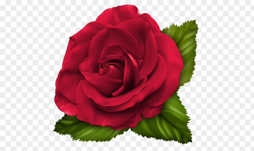 Flower Garden Roses Cabbage Rose Floribunda Red Clip Art PNG