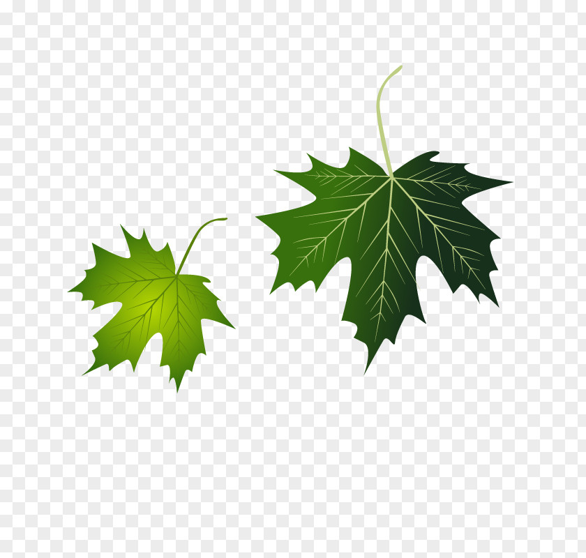 Grape Leaf Vector Leaves PNG