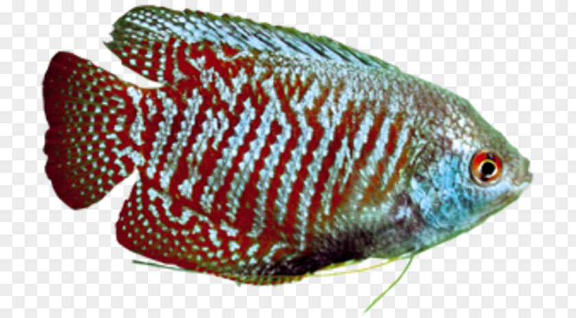Green Swordtail Southern Platyfish Tilapia Aquarium PNG