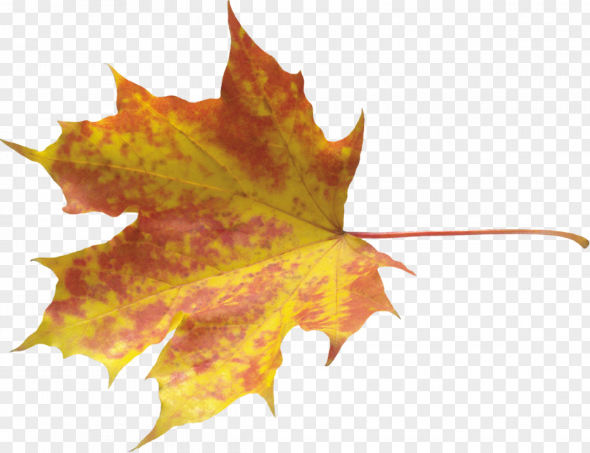 Leaf Clip Art Image Desktop Wallpaper Vector Graphics PNG
